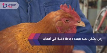 رجل يحتفل بعيد ميلاد دجاجة ذكية في ألمانيا