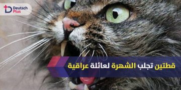 قطط