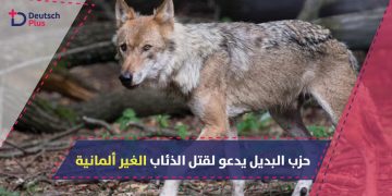 ذئاب