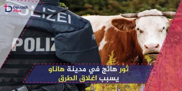 ثور-هائج