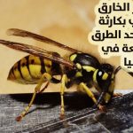 دبور