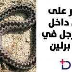 قالب-نصف-أبيض